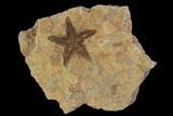 Ordovician Starfish (Petraster?) & Edrioasteroids - Morocco #94331-1